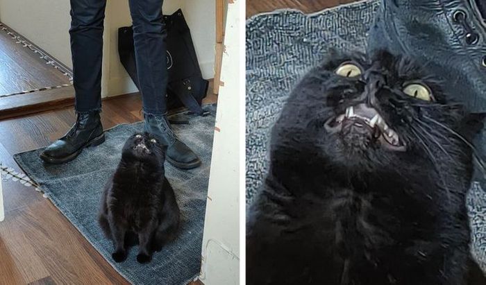 23 gatinhos sinceros que não esconder suas emoções 24