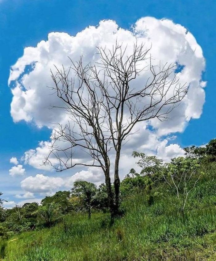24 fotos que você precisa ver duas vezes para entender 25