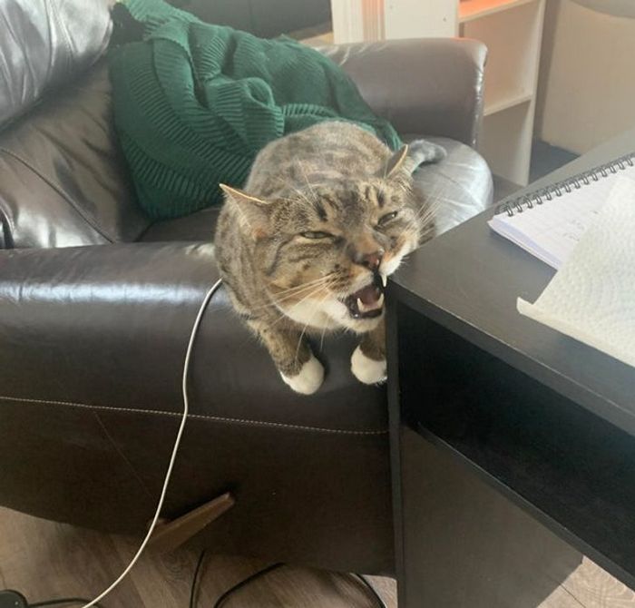 23 gatinhos sinceros que não esconder suas emoções 25