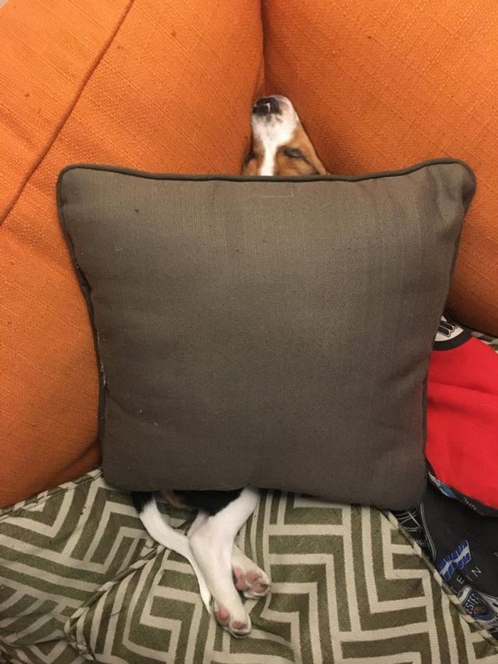 28 animais com comportamentos nada normal 2 28 animais com comportamentos nada normal 2
