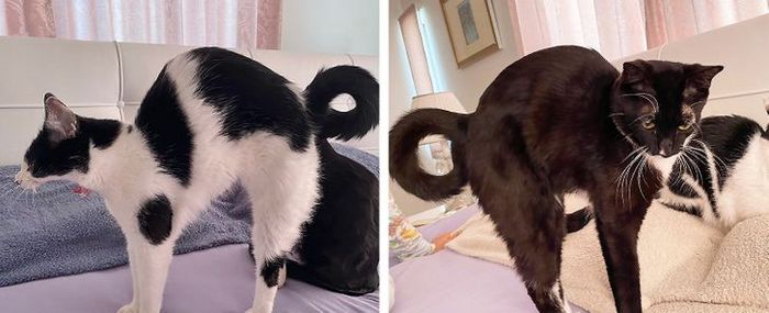 28 animais com comportamentos nada normal 8 28 animais com comportamentos nada normal 8
