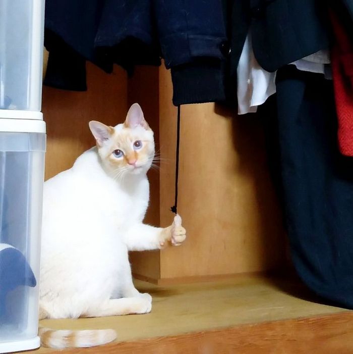 28 animais com comportamentos nada normal 9 28 animais com comportamentos nada normal 9