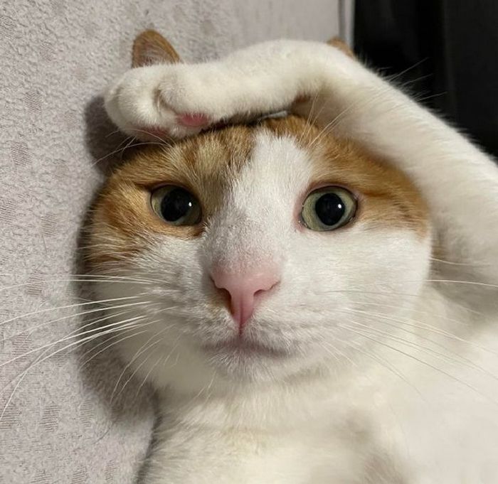 28 animais com comportamentos nada normal 20 28 animais com comportamentos nada normal 20
