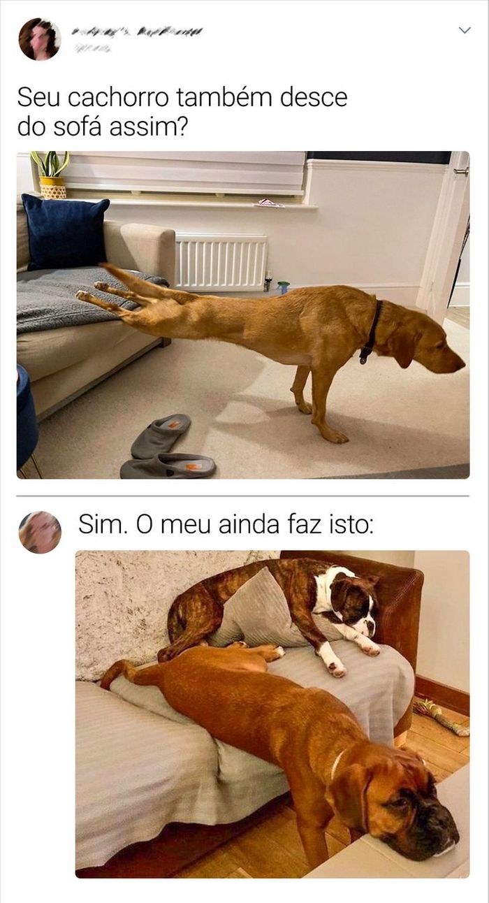 28 animais com comportamentos nada normal 28