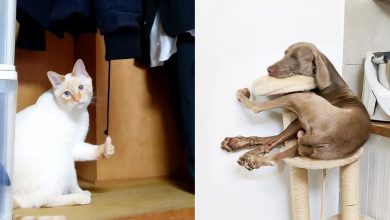 28 animais com comportamentos nada normal 31