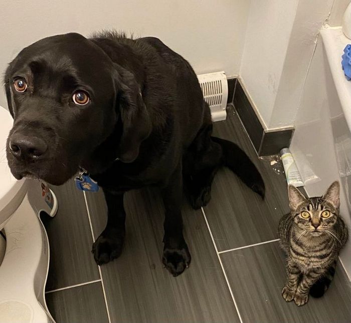 23 animais que fizeram coisas erradas, mas parecem tão fofos que é impossível ficar com raiva deles 7 23 animais que fizeram coisas erradas, mas parecem tão fofos que é impossível ficar com raiva deles 7