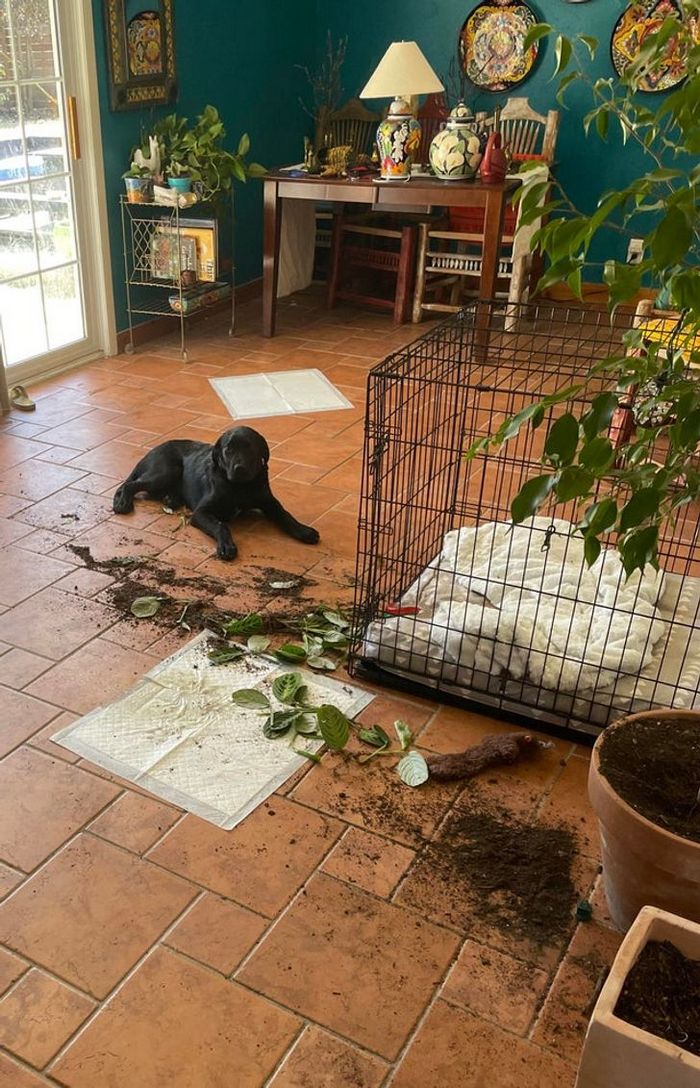 23 animais que fizeram coisas erradas, mas parecem tão fofos que é impossível ficar com raiva deles 8 23 animais que fizeram coisas erradas, mas parecem tão fofos que é impossível ficar com raiva deles 8