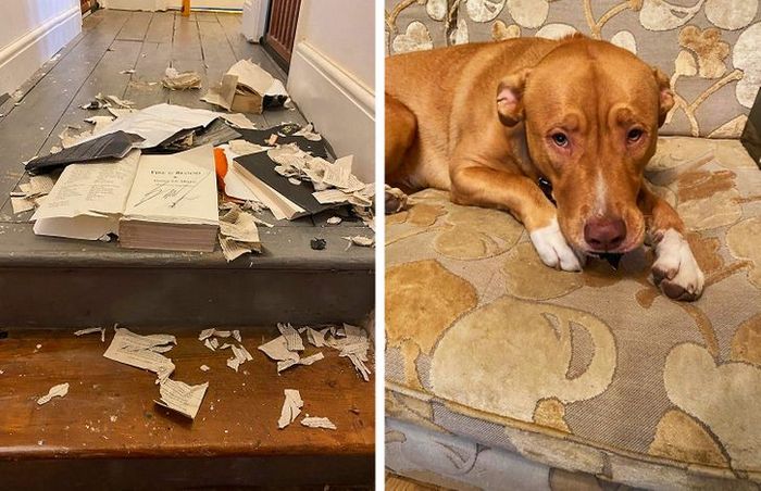 23 animais que fizeram coisas erradas, mas parecem tão fofos que é impossível ficar com raiva deles 14 23 animais que fizeram coisas erradas, mas parecem tão fofos que é impossível ficar com raiva deles 14