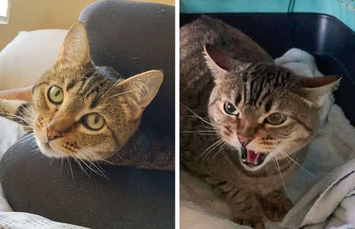 23 animais que fizeram coisas erradas, mas parecem tão fofos que é impossível ficar com raiva deles 16 23 animais que fizeram coisas erradas, mas parecem tão fofos que é impossível ficar com raiva deles 16