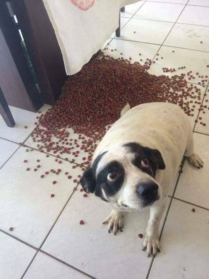 23 animais que fizeram coisas erradas, mas parecem tão fofos que é impossível ficar com raiva deles 19 23 animais que fizeram coisas erradas, mas parecem tão fofos que é impossível ficar com raiva deles 19