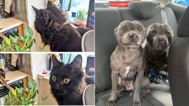 23 animais que fizeram coisas erradas, mas parecem tão fofos que é impossível ficar com raiva deles 37