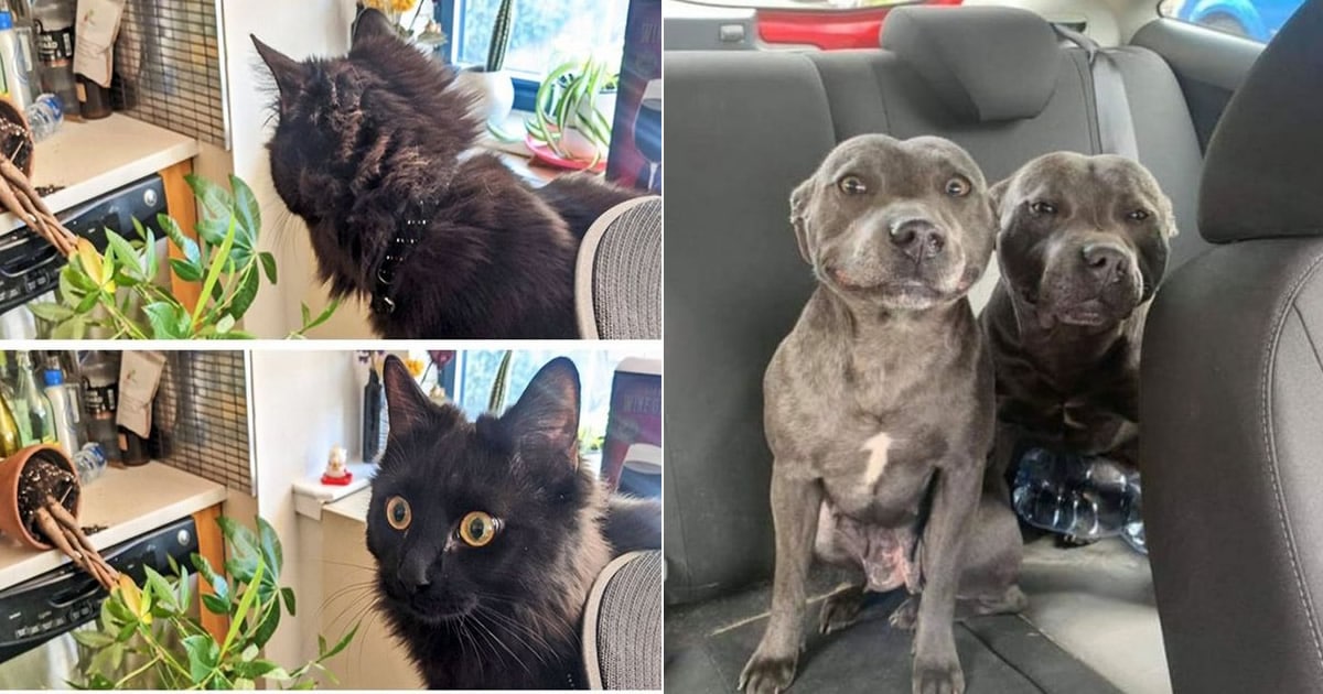 23 animais que fizeram coisas erradas, mas parecem tão fofos que é impossível ficar com raiva deles