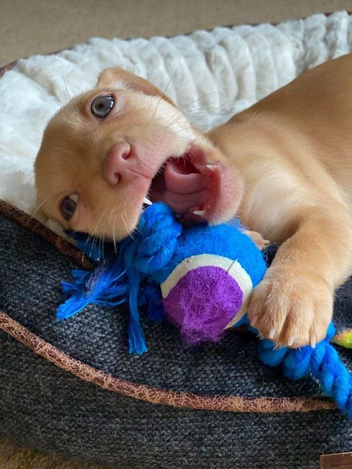 20 filhotes que trarão mais amor e doçura para o seu dia 2