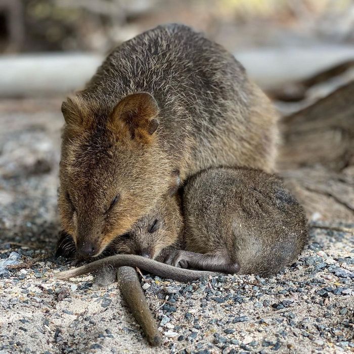 20 filhotes que trarão mais amor e doçura para o seu dia 5