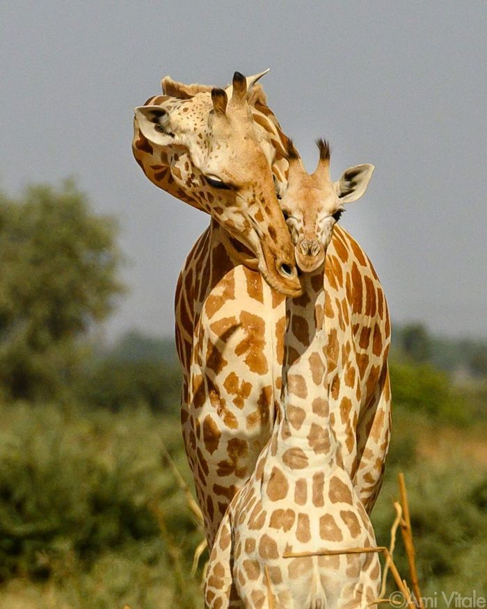 20 filhotes que trarão mais amor e doçura para o seu dia 6