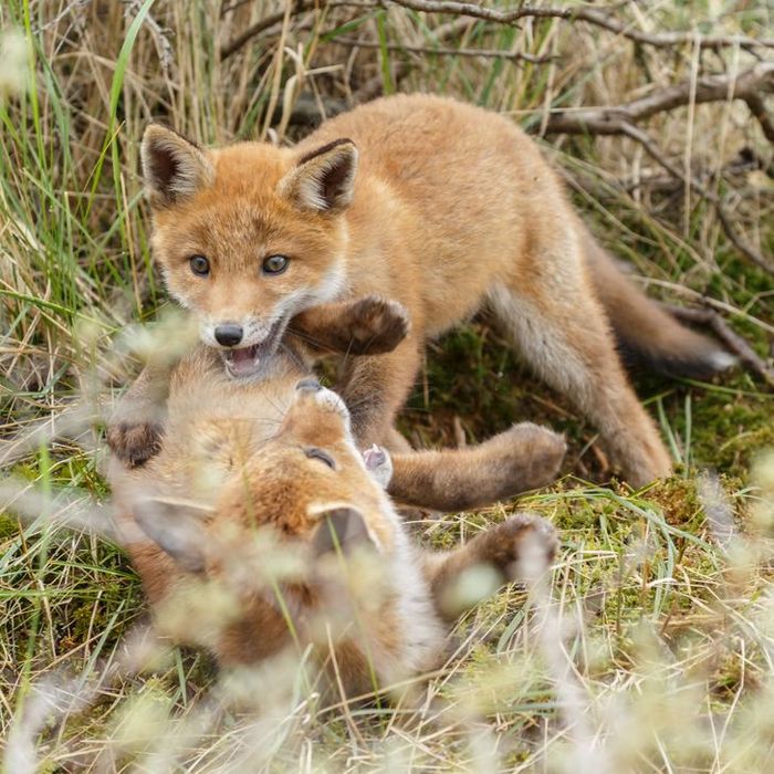 20 filhotes que trarão mais amor e doçura para o seu dia 7