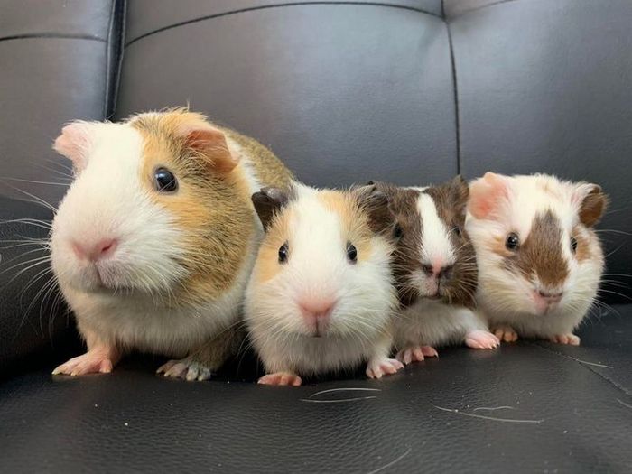 20 filhotes que trarão mais amor e doçura para o seu dia 8