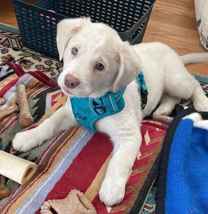 20 filhotes que trarão mais amor e doçura para o seu dia 10