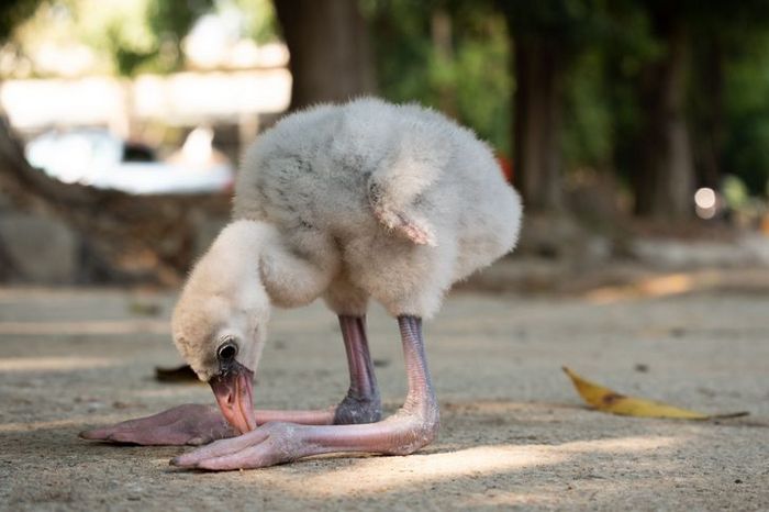 20 filhotes que trarão mais amor e doçura para o seu dia 11