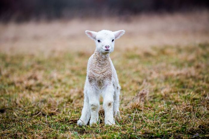 20 filhotes que trarão mais amor e doçura para o seu dia 12