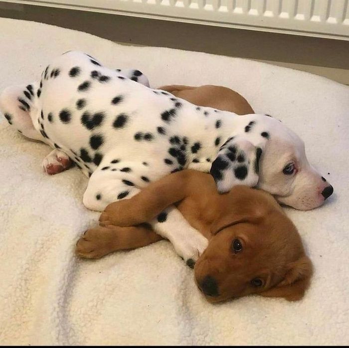 20 filhotes que trarão mais amor e doçura para o seu dia 15