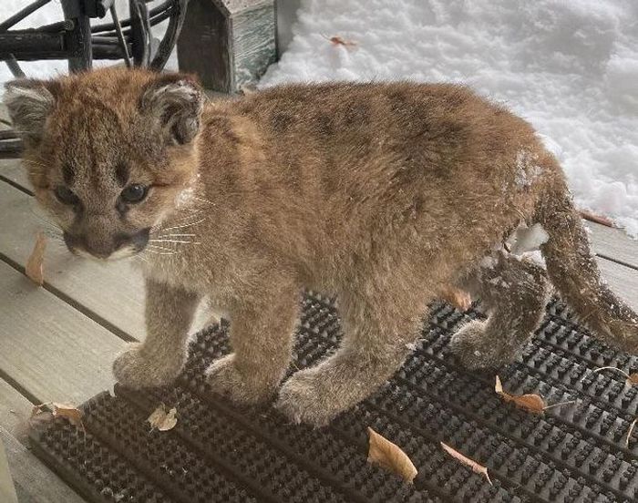20 filhotes que trarão mais amor e doçura para o seu dia 16
