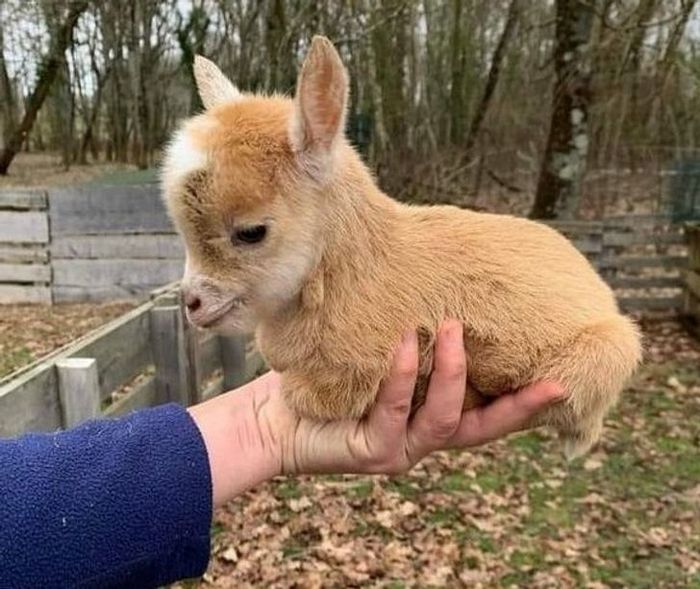 20 filhotes que trarão mais amor e doçura para o seu dia 17