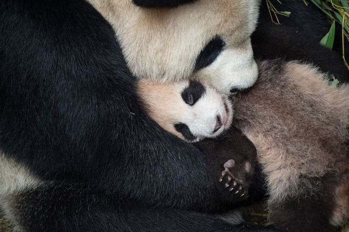 20 filhotes que trarão mais amor e doçura para o seu dia 18