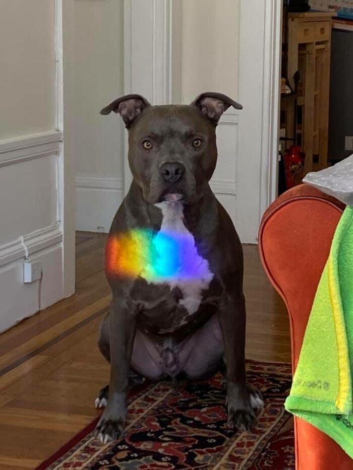 41 fotos de animais com auras poderosas e ameaçadoras 29 41 fotos de animais com auras poderosas e ameaçadoras 29