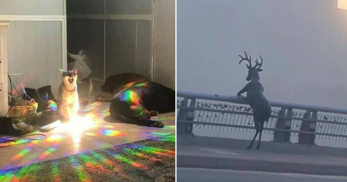 41 fotos de animais com auras poderosas e ameaçadoras