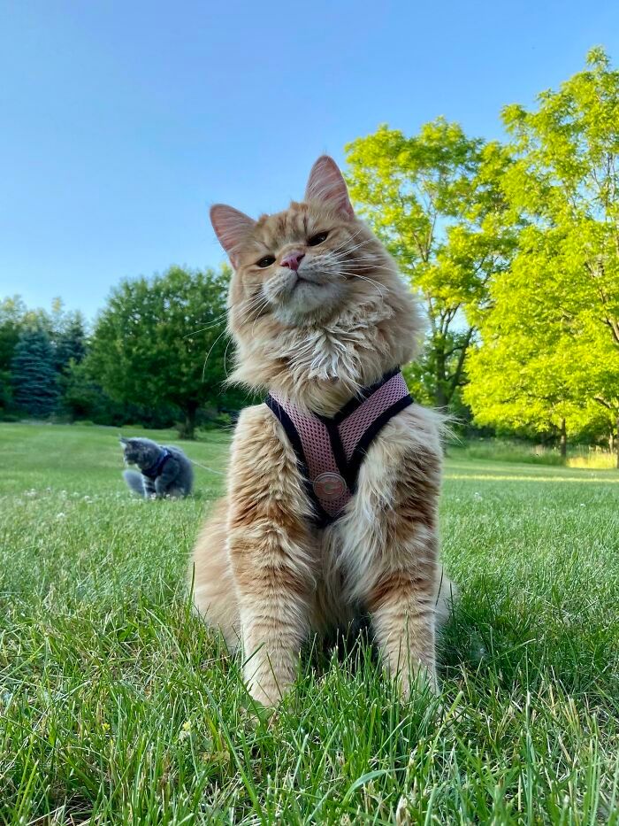 47 fotos de gatos grandes, mostrando como são gigantes 12