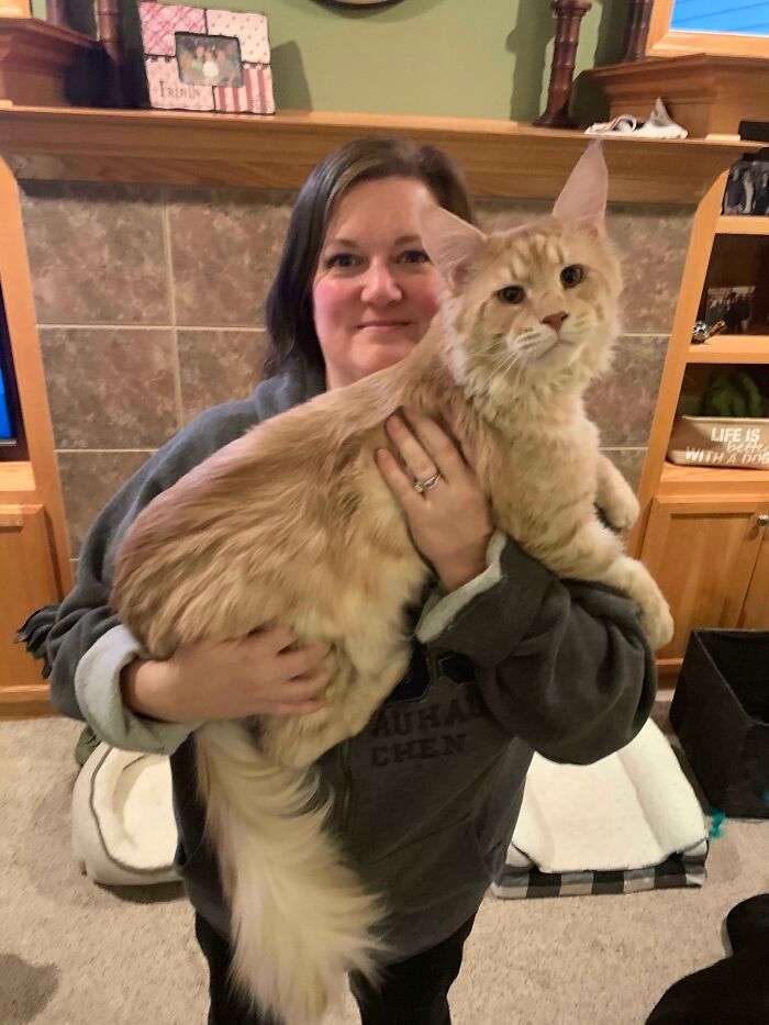 47 fotos de gatos grandes, mostrando como são gigantes 15