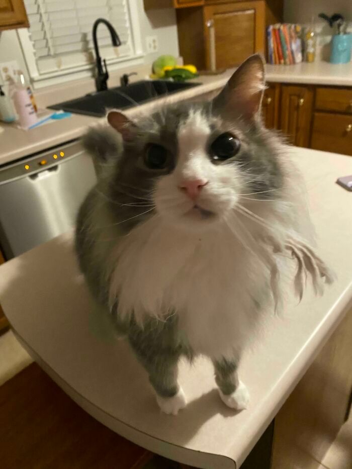 47 fotos de gatos grandes, mostrando como são gigantes 17