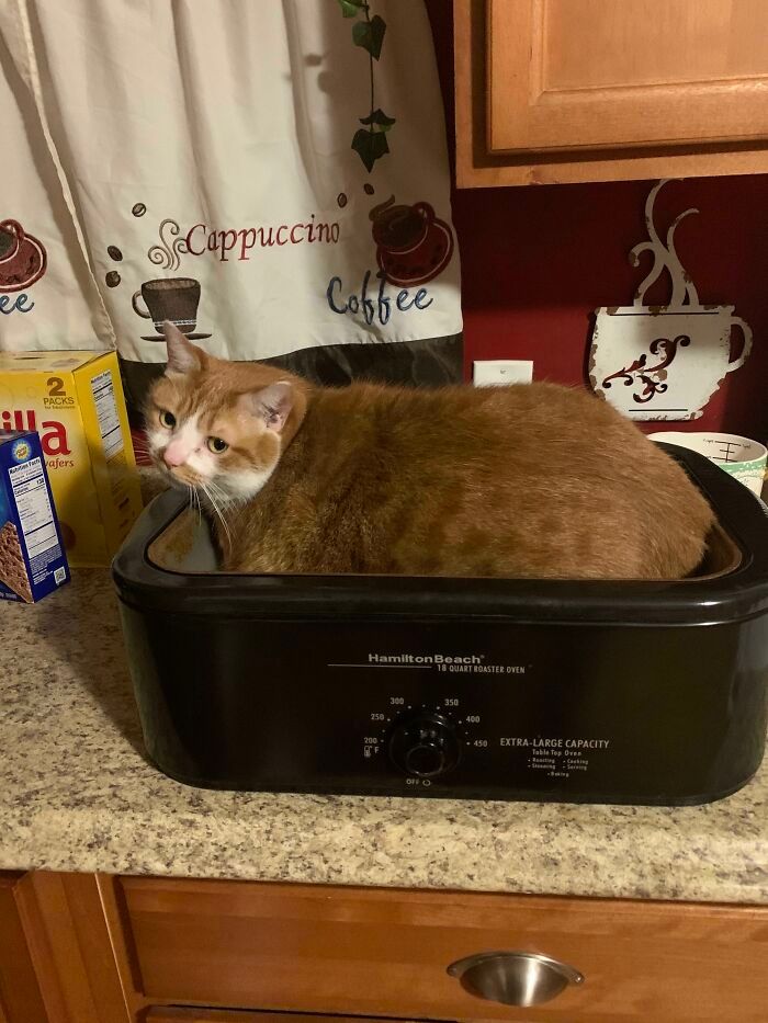 47 fotos de gatos grandes, mostrando como são gigantes 19