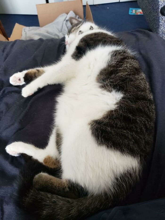 47 fotos de gatos grandes, mostrando como são gigantes 20