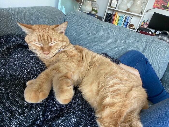 47 fotos de gatos grandes, mostrando como são gigantes 23