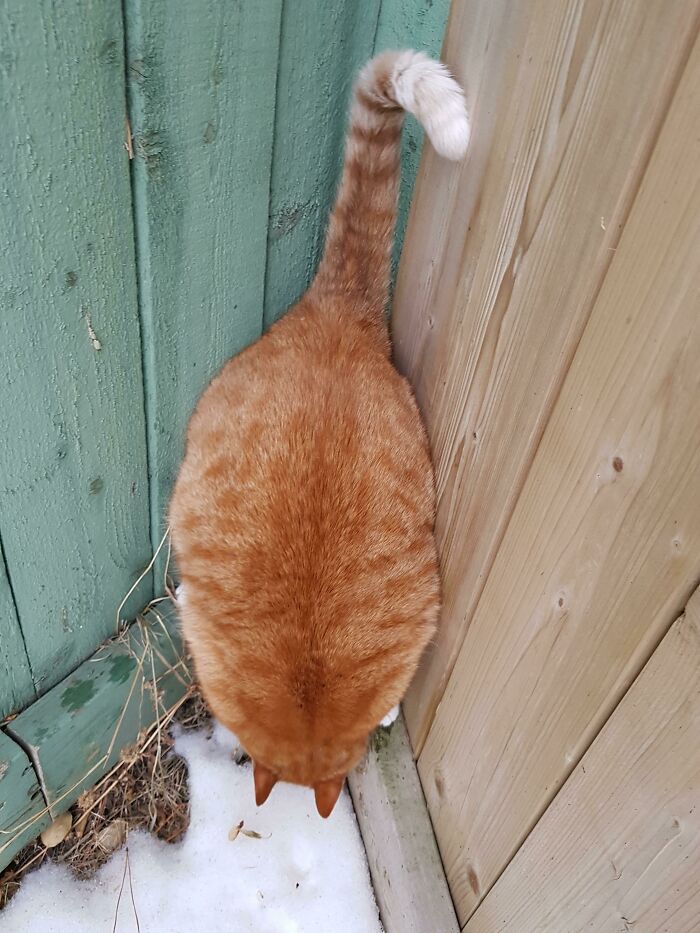 47 fotos de gatos grandes, mostrando como são gigantes 24