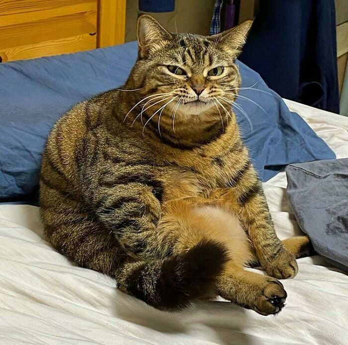 47 fotos de gatos grandes, mostrando como são gigantes 25