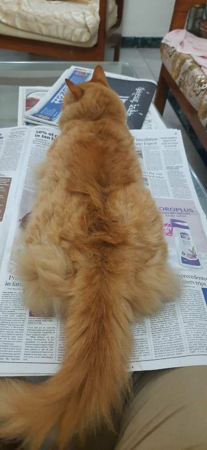 47 fotos de gatos grandes, mostrando como são gigantes 29