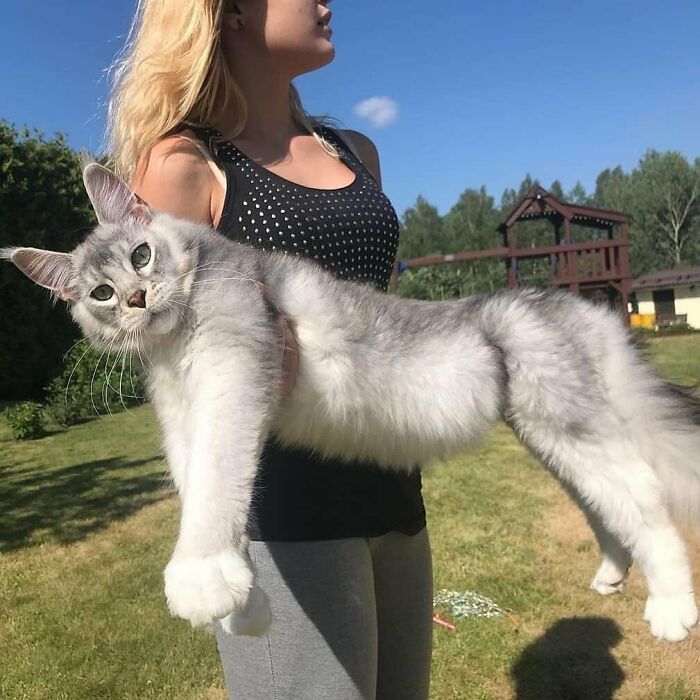 47 fotos de gatos grandes, mostrando como são gigantes 31