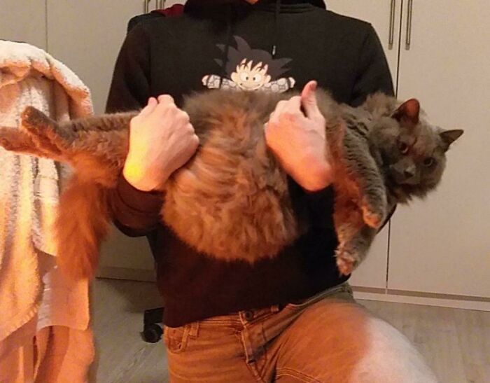 47 fotos de gatos grandes, mostrando como são gigantes 32