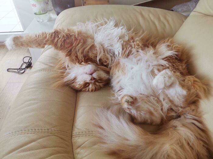 47 fotos de gatos grandes, mostrando como são gigantes 33