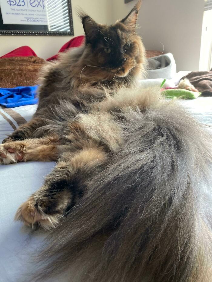 47 fotos de gatos grandes, mostrando como são gigantes 35