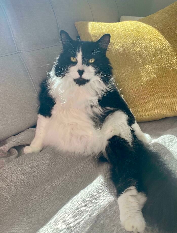 47 fotos de gatos grandes, mostrando como são gigantes 36