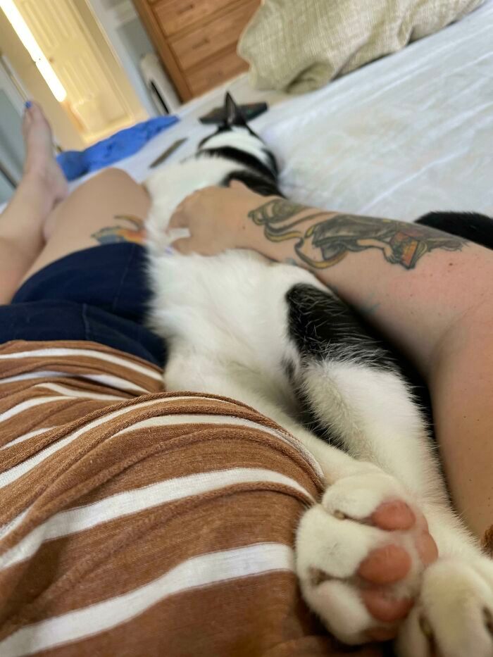 47 fotos de gatos grandes, mostrando como são gigantes 38