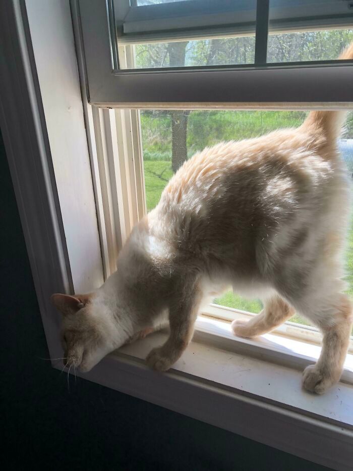 47 fotos de gatos grandes, mostrando como são gigantes 40