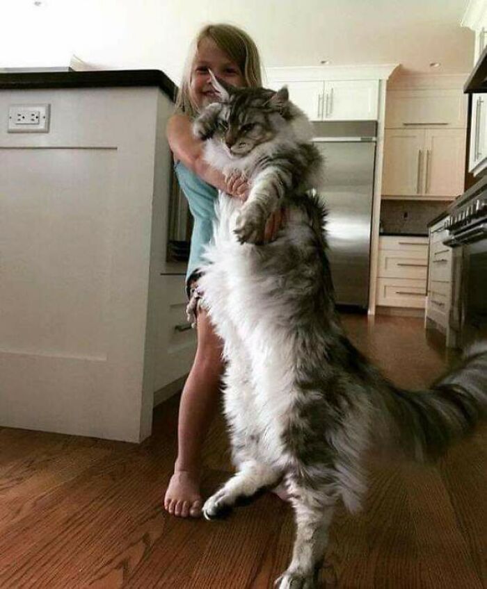 47 fotos de gatos grandes, mostrando como são gigantes 42