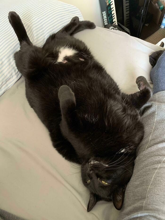 47 fotos de gatos grandes, mostrando como são gigantes 44