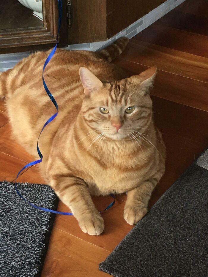 47 fotos de gatos grandes, mostrando como são gigantes 46