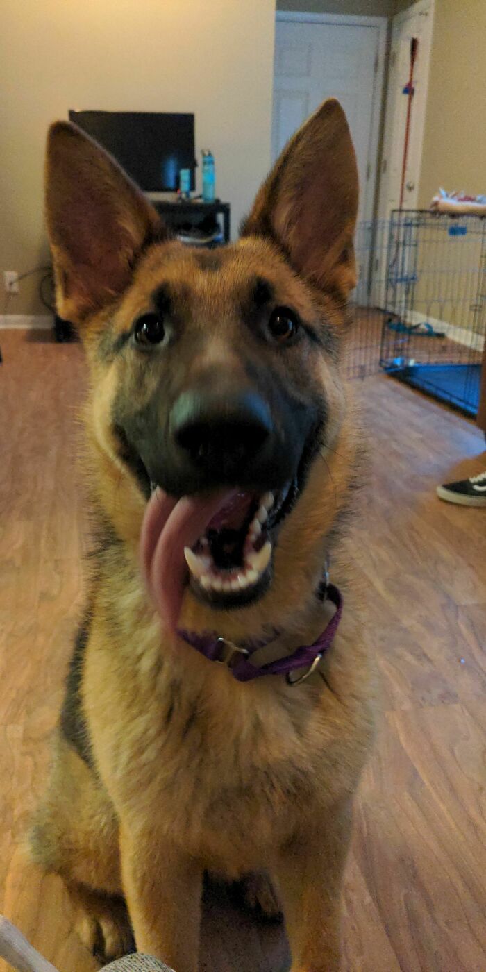 44 fotos do mês de abril de bichinhos adotado 2